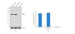 B-Raf Antibody in Western Blot (WB)