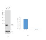 SOD1 Antibody in Western Blot (WB)