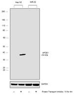 APOE Antibody