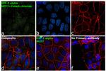 HIF-2 alpha Antibody in Immunocytochemistry (ICC/IF)