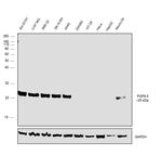 PGP9.5 Antibody