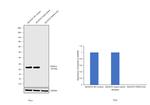 PGP9.5 Antibody in Western Blot (WB)