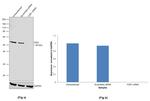 FZR1 Antibody in Western Blot (WB)