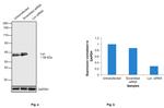 Lyn Antibody