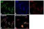 Lyn Antibody in Immunocytochemistry (ICC/IF)