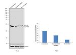 Bcl-10 Antibody