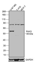 PAX3 Antibody in Western Blot (WB)