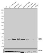 VAMP2 Antibody