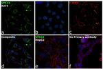 VPS34 Antibody