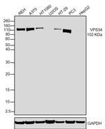 VPS34 Antibody in Western Blot (WB)