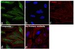 PKR Antibody in Immunocytochemistry (ICC/IF)