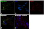 Huntingtin Antibody in Immunocytochemistry (ICC/IF)