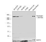 Huntingtin Antibody in Western Blot (WB)