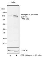 Phospho-IRE1 alpha (Ser724) Antibody in Western Blot (WB)