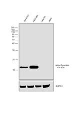 alpha Synuclein Antibody