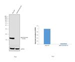 alpha Synuclein Antibody in Western Blot (WB)