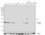 PYCARD Antibody in Western Blot (WB)