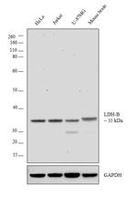 LDHB Antibody in Western Blot (WB)