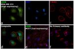 LDHB Antibody