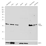 LDHB Antibody in Western Blot (WB)