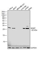 MGMT Antibody