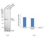 MGMT Antibody in Western Blot (WB)