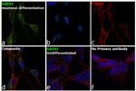 GAP43 Antibody in Immunocytochemistry (ICC/IF)