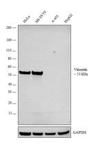 Vimentin Antibody in Western Blot (WB)