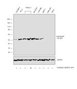 beta-3 Tubulin Antibody