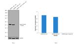 beta-3 Tubulin Antibody in Western Blot (WB)