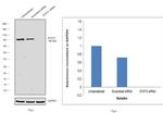 STAT3 Antibody