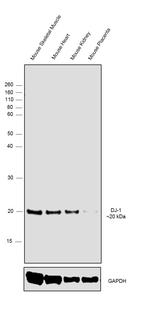 DJ-1 Antibody in Western Blot (WB)