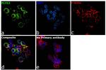 PLCG2 Antibody in Immunocytochemistry (ICC/IF)