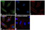 PDCD4 Antibody in Immunocytochemistry (ICC/IF)