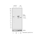 PDCD4 Antibody in Western Blot (WB)