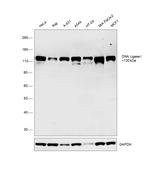 DNA Ligase I Antibody in Western Blot (WB)