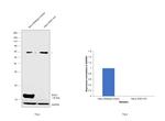 SOD1 Antibody