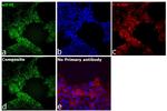 eIF4E Antibody in Immunocytochemistry (ICC/IF)