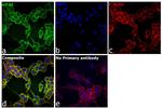 eIF4E Antibody in Immunocytochemistry (ICC/IF)