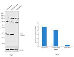 eIF4E Antibody in Western Blot (WB)