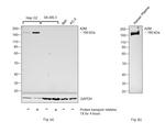 A2M Antibody in Western Blot (WB)