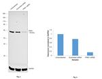 PINK1 Antibody