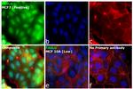 CD178 Antibody