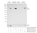 Nrf2 Antibody in Western Blot (WB)