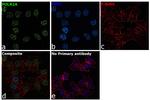 POLR2A Antibody in Immunocytochemistry (ICC/IF)