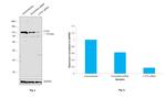 CTCF Antibody in Western Blot (WB)