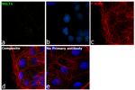 SGLT1 Antibody in Immunocytochemistry (ICC/IF)