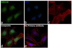 CDK11B Antibody in Immunocytochemistry (ICC/IF)