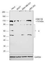 CDK11B Antibody in Western Blot (WB)