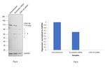 CDK11B Antibody in Western Blot (WB)